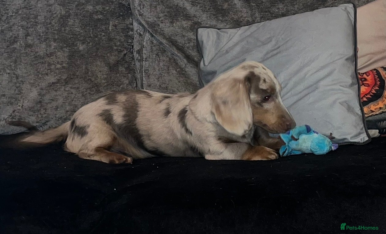 Miniature Dachshund dogs 1 year old L hair mini Isabella dapple Dachshund - Advert 17