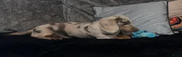 Miniature Dachshund dogs for sale: 1 year old L hair mini Isabella dapple Dachshund - Advert 11
