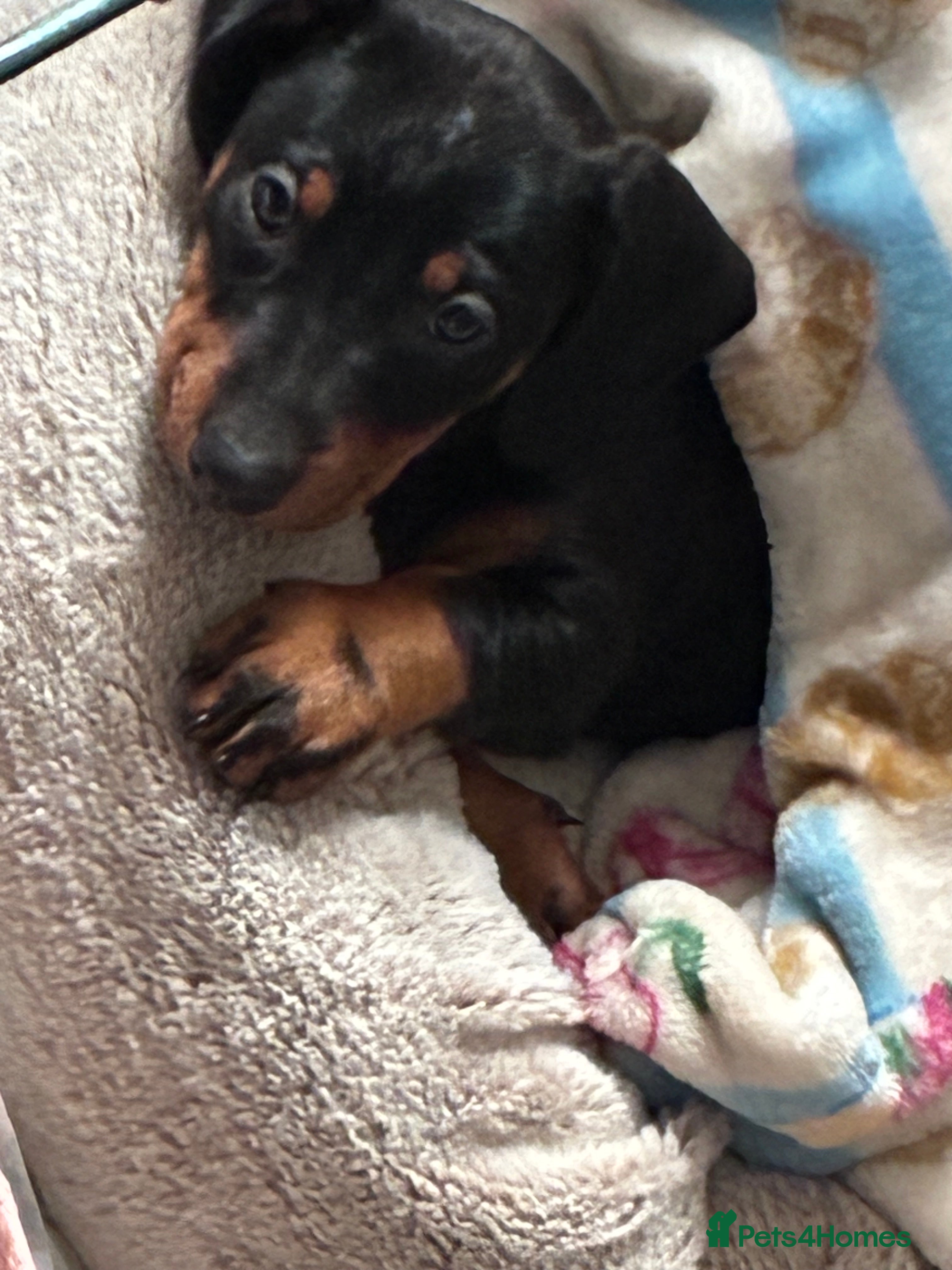 Dachshund dogs Last dachshund girl available  - Advert 1