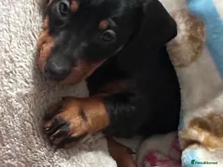 Dachshund dogs Last dachshund girl available - Advert 1