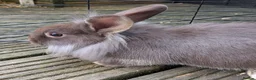 Mixed Breed rabbits for sale: Lionhead and Satin 12week old rabbits - Advert 15