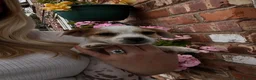 Mixed Breed dogs for sale: Beautiful Jack Russell X puppies  - Advert 3