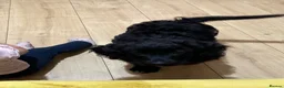 Mixed Breed dogs for sale: Coco jackapoo cross yorkie  in Norwich - Advert 10