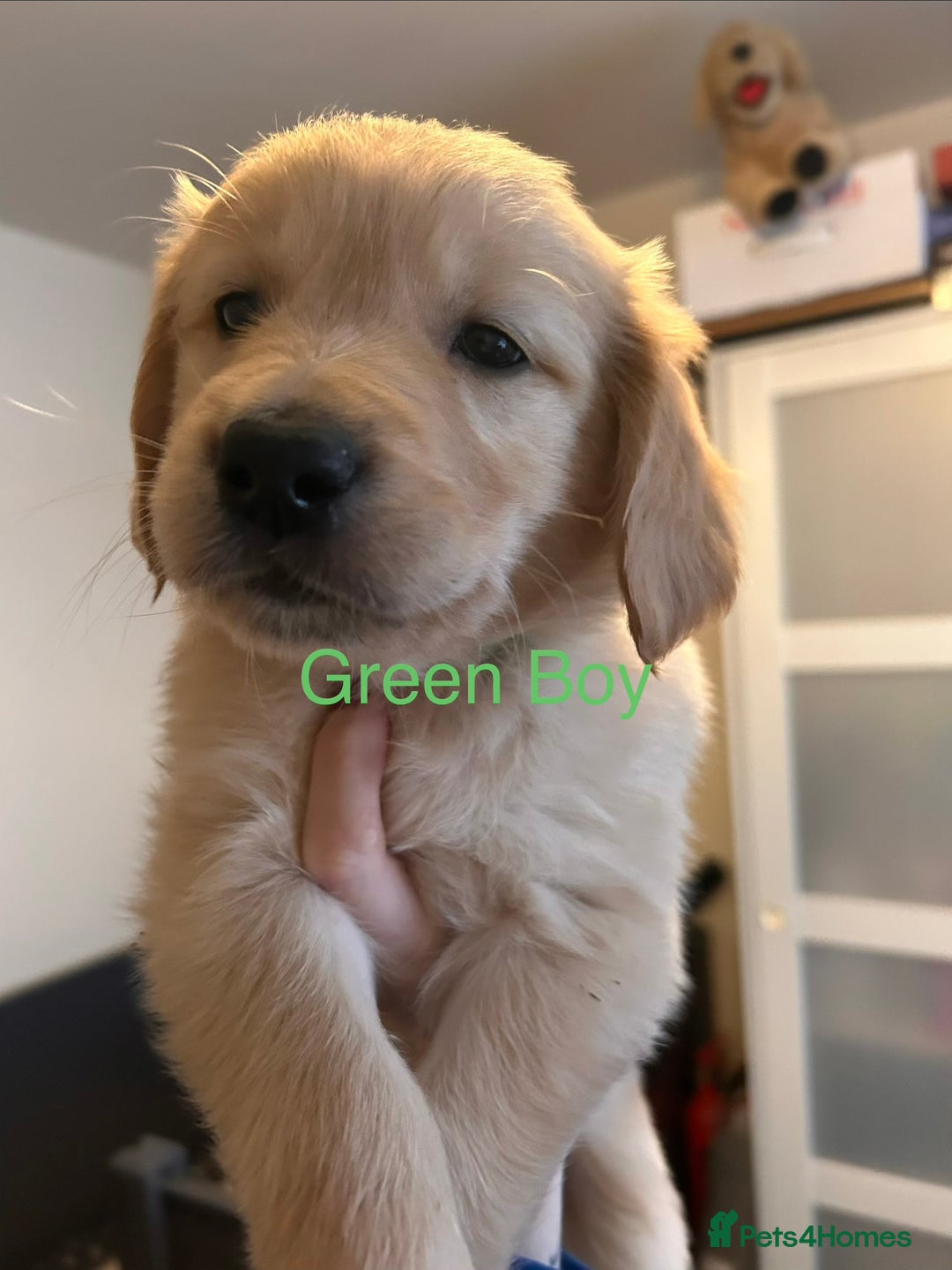 Golden Retriever dogs for sale: 2 Handsome Golden Retriever Boys - Advert 17