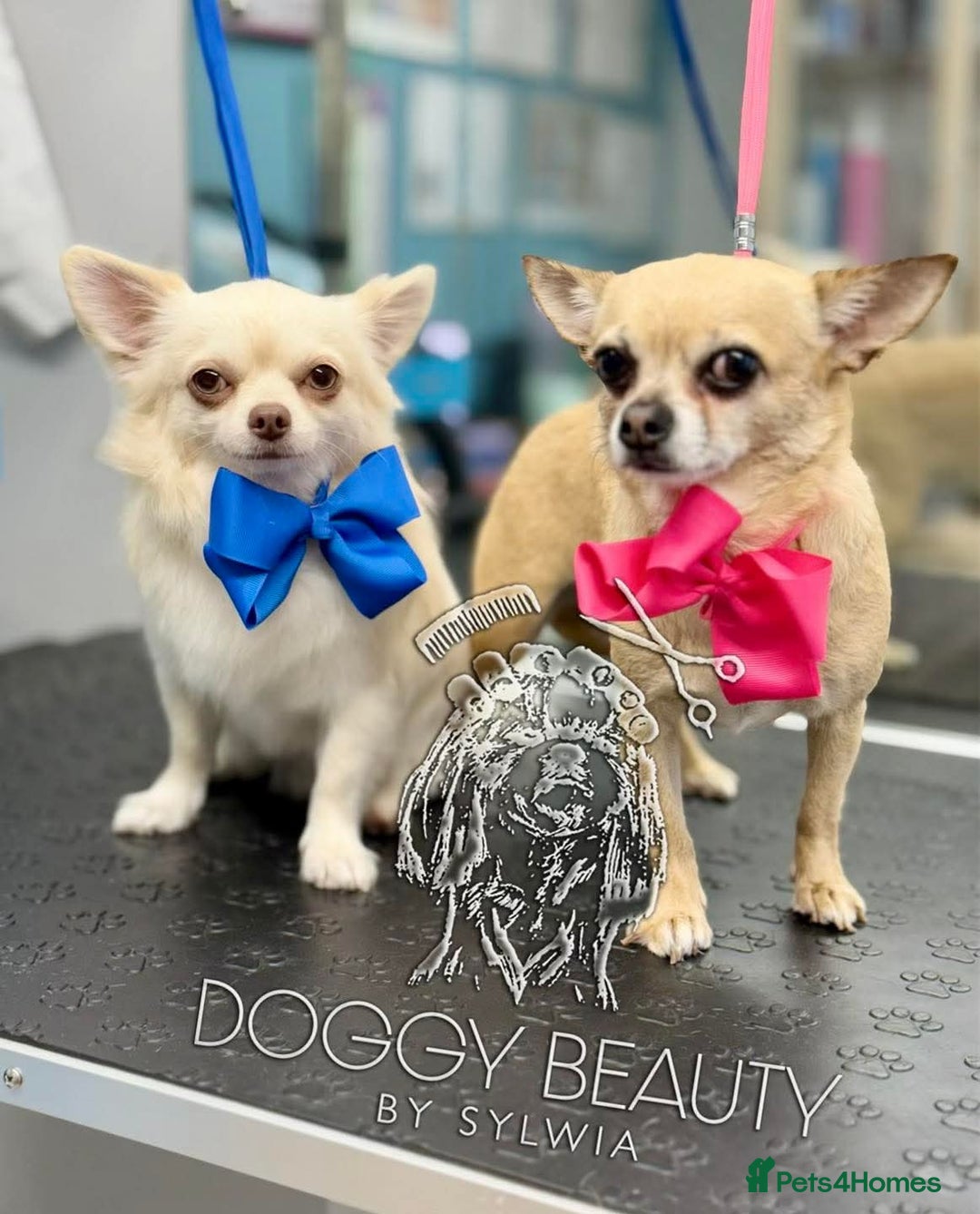 Chihuahua dogs for sale: Puppy  - Advert 4