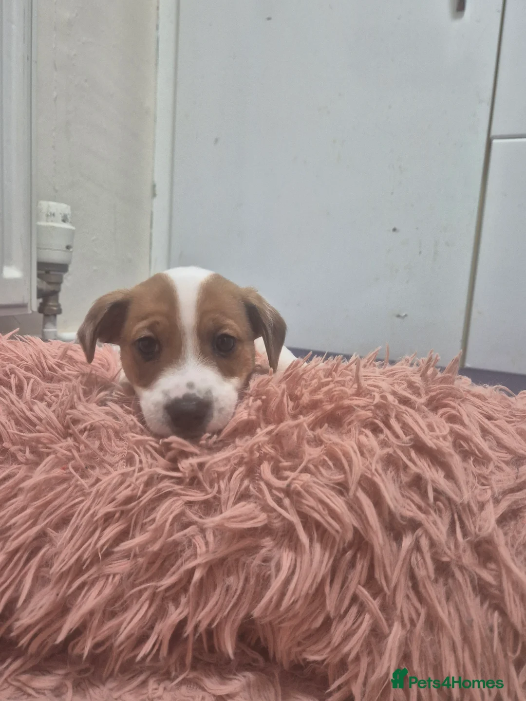 Jackapoo dogs for sale: Jackapoo type pups - Advert 13