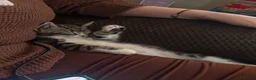 Mixed Breed cats for sale: Tuxedo x tabby in Atherstone - Advert 5