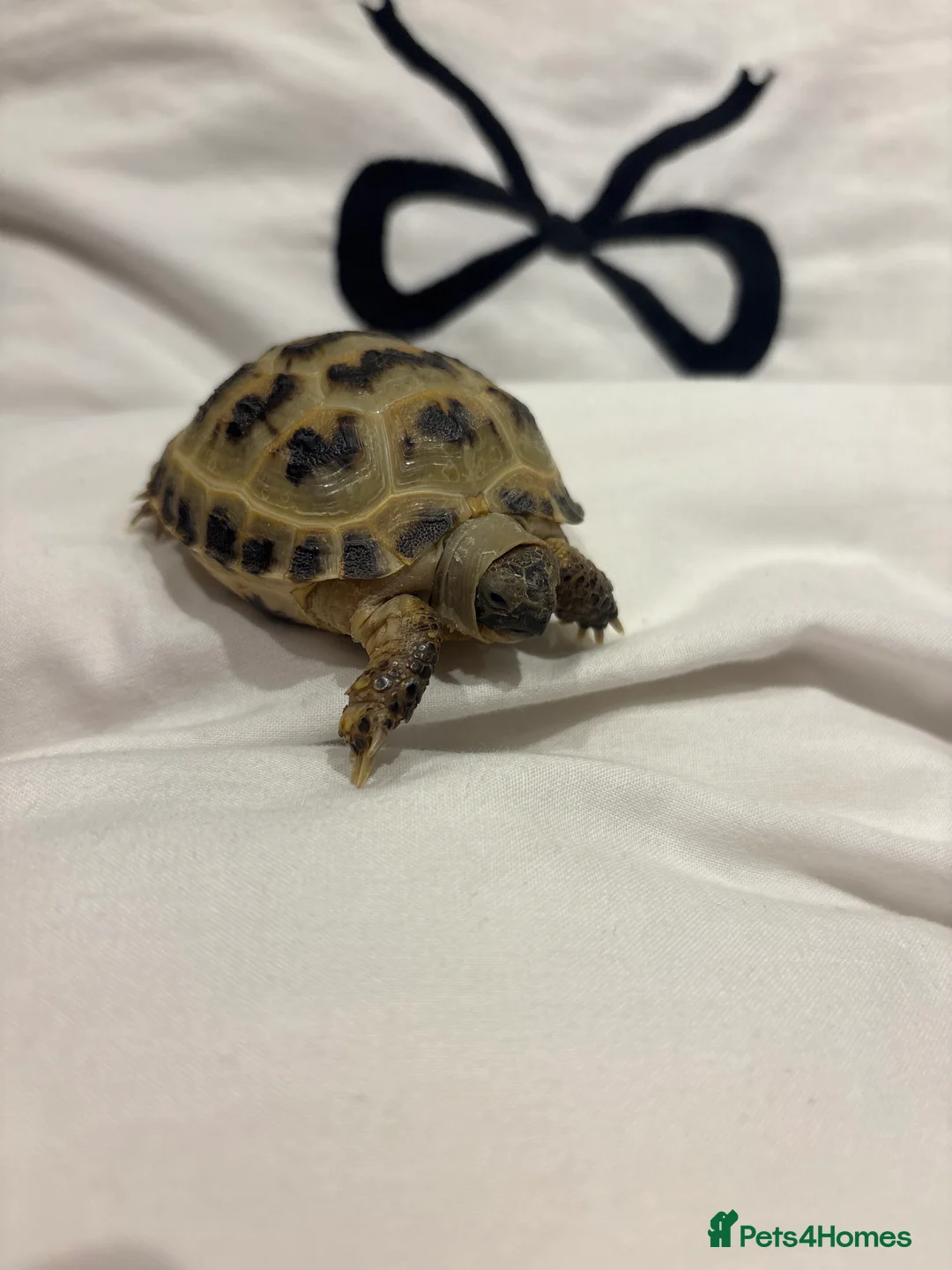 Tortoise reptiles for sale: Horfield tortoise - Advert 1