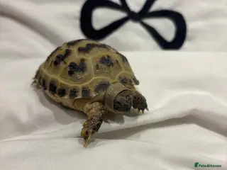 Tortoise reptiles Horfield tortoise - Advert 1