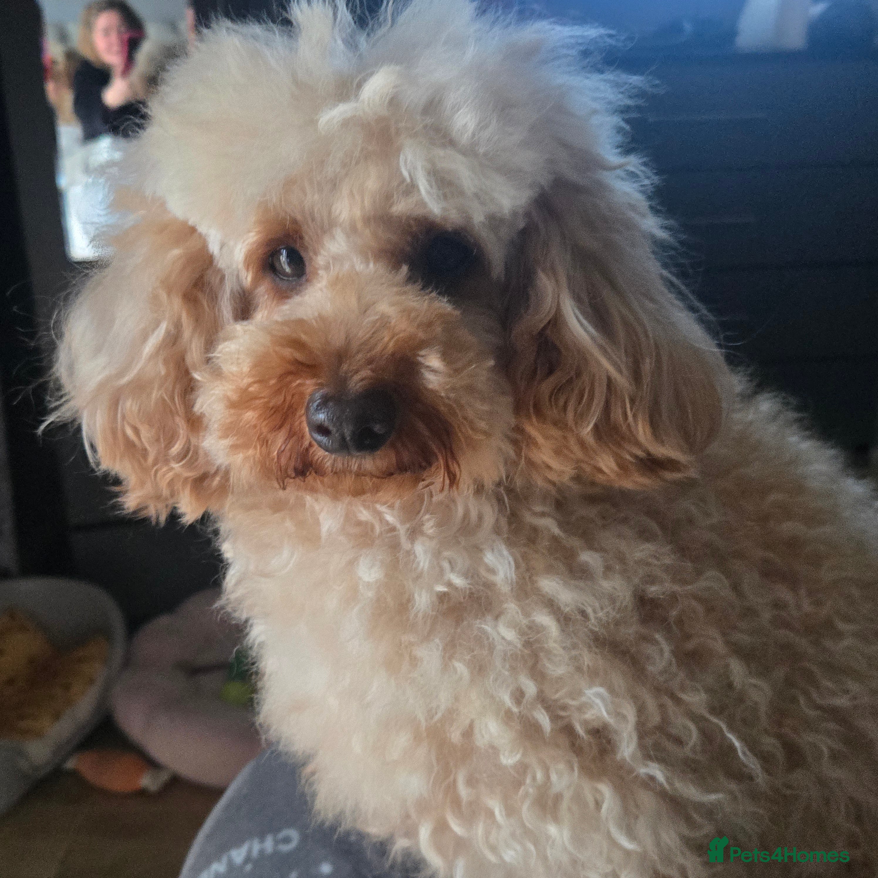 Daisy 