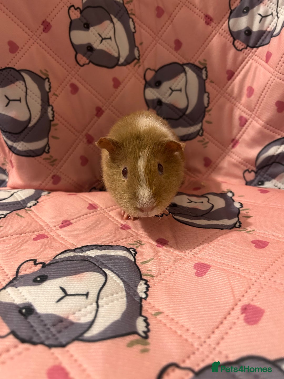 Guinea Pig rodents for sale: Lovely Teddy and Coronet baby guinea pigs  - Advert 12