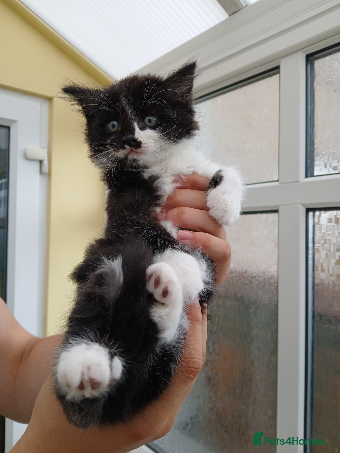 Maine Coon cats for sale: Maine coon xxx - Image 15