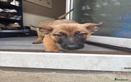 German Shepherd dogs for sale: READY NOW! German Shepherd x Belgian Malinois - Image 3