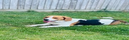 Beagle dogs for sale: Beagle For sale - Advert 2
