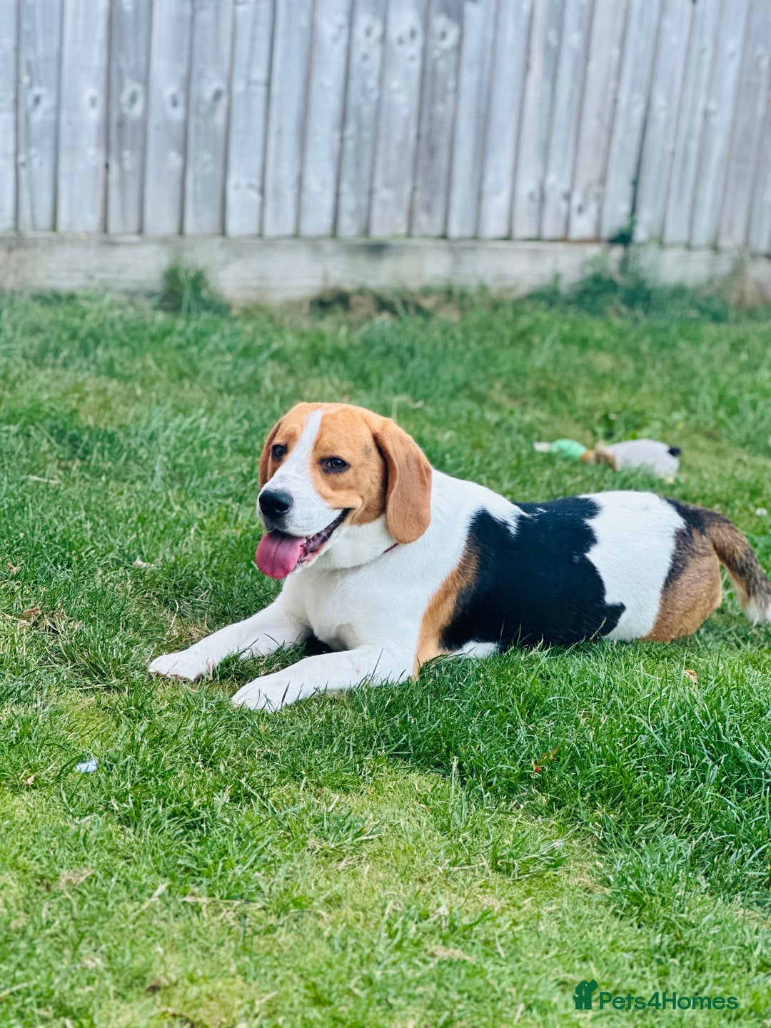 Beagle dogs for sale: Beagle For sale - Advert 2