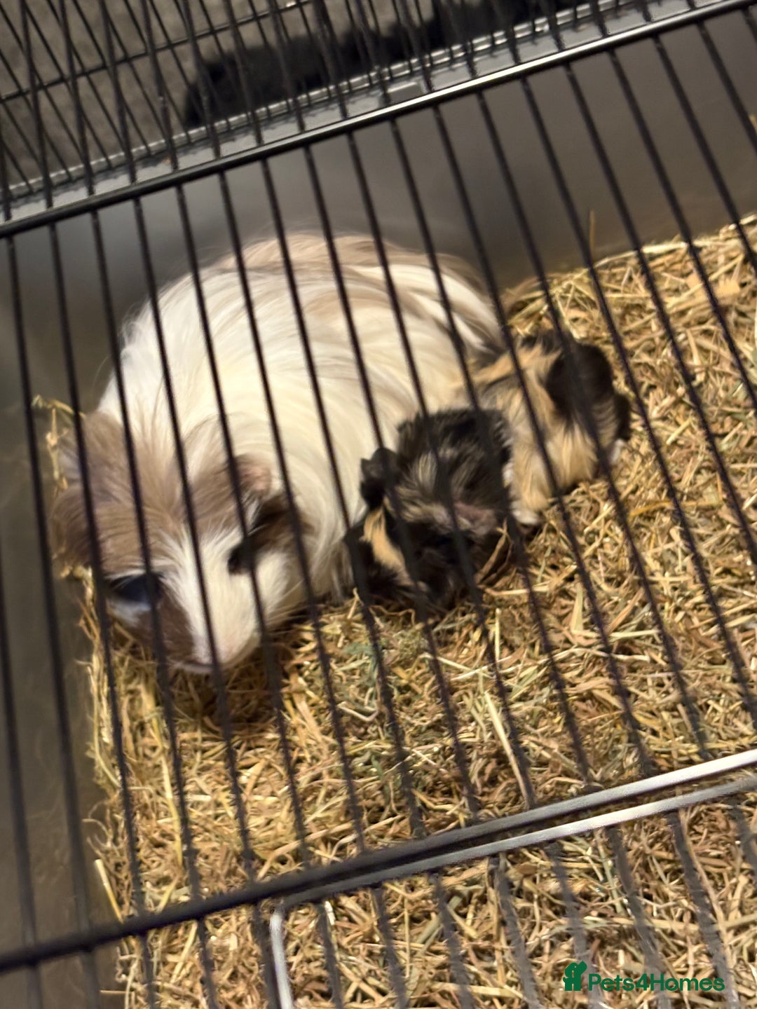 Guinea Pig rodents for sale: 2 guinea pigs - Advert 1