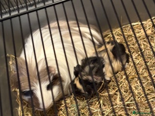 Guinea Pig rodents 2 guinea pigs - Advert 9