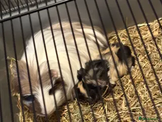 Guinea Pig rodents 2 guinea pigs - Advert 7