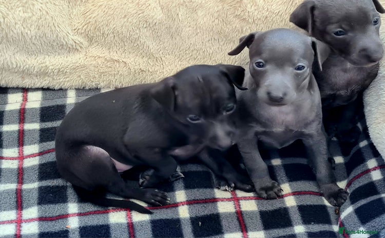 Italian Greyhound dogs - Advert 1