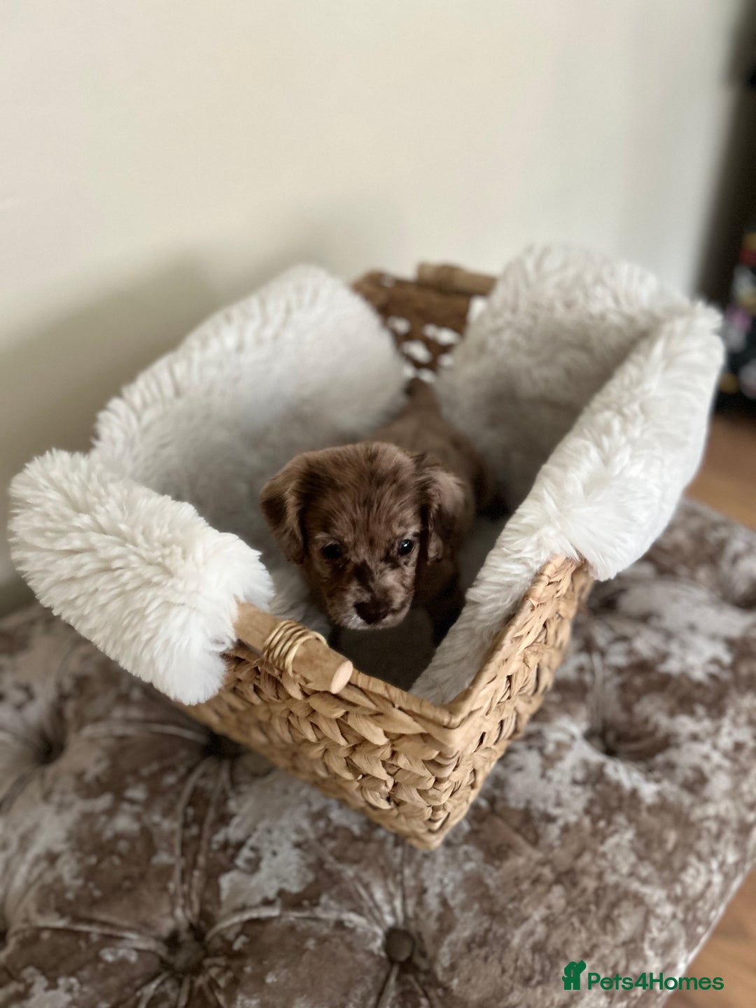 Cocker Spaniel dogs for sale: Merle cocker spaniel puppies  - Advert 4