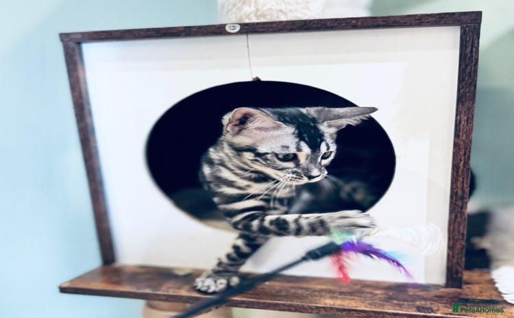 Bengal cats - Advert 5