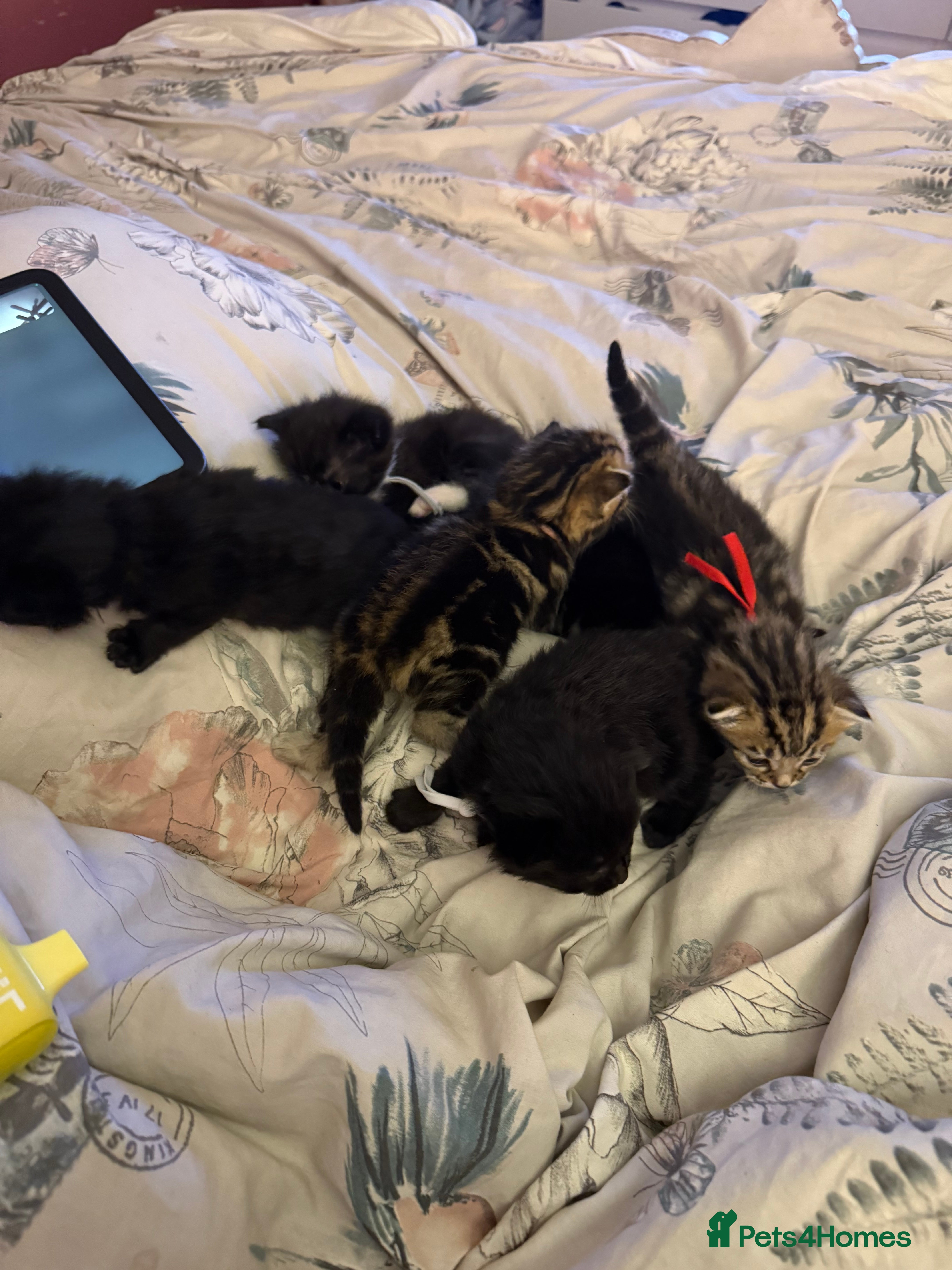 Mixed Breed cats Maine coon mix kittens BLACK FEMALE LEFT - Advert 18