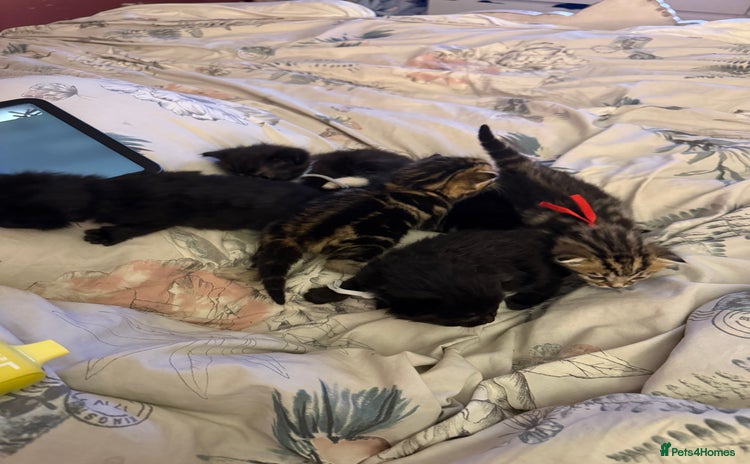 Mixed Breed cats Maine coon mix kittens - Advert 3