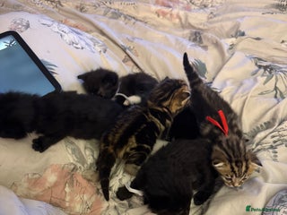 Mixed Breed cats Maine coon mix kittens - Advert 1