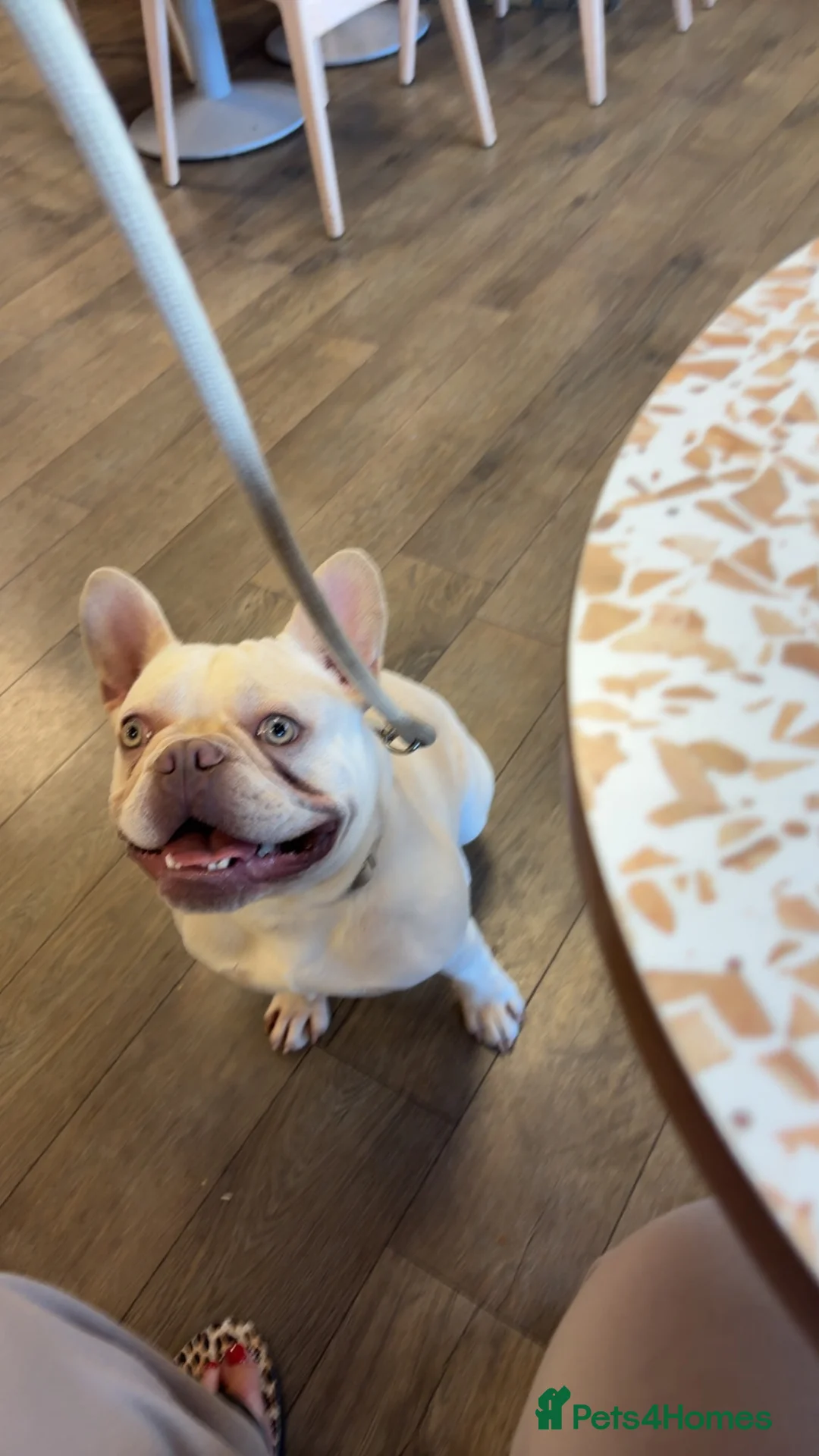 French Bulldog dogs for sale: Ace beautiful boy  - Advert 2
