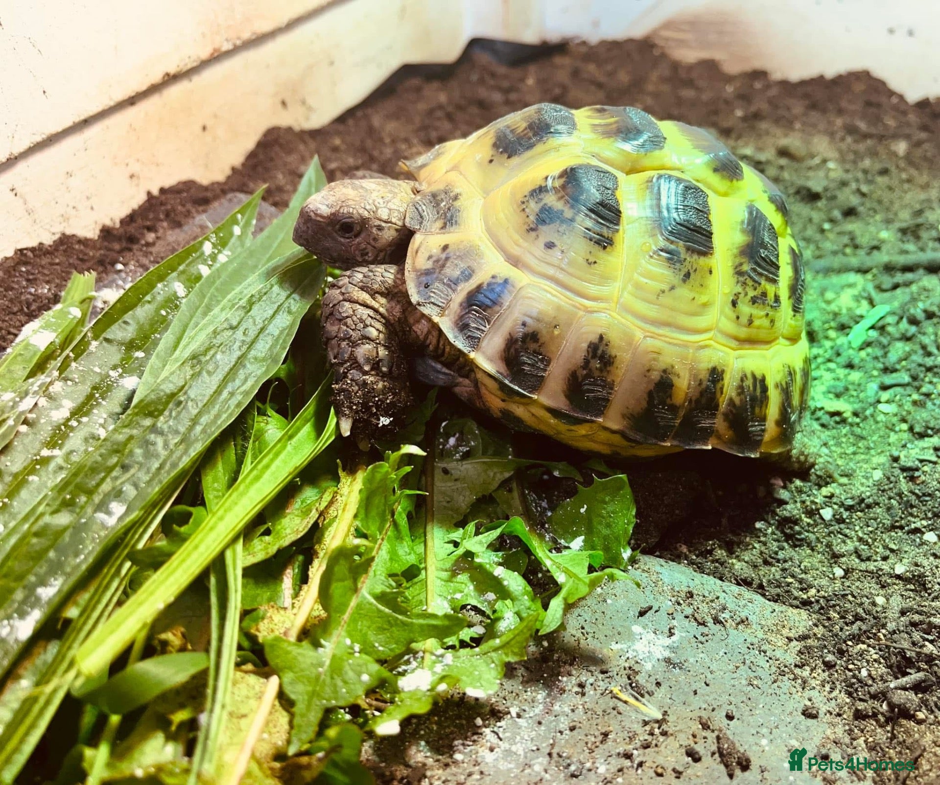 Tortoise reptiles Horsfield tortoise - Advert 1