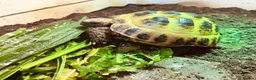 Tortoise reptiles for sale: Horsfield tortoise in Stockton-on-Tees - Advert 1