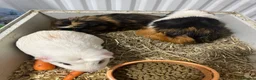 Guinea Pig rodents for sale: 4 Lovely Guinea Looking New Homes – Cages Included - Advert 5
