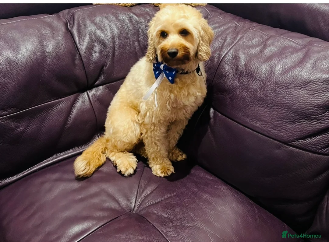 Cavapoo dogs for sale: Toy cavapoo puppies - Advert 1