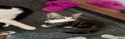 Mixed Breed cats for sale: Tabby Kittens For Sale - Advert 2