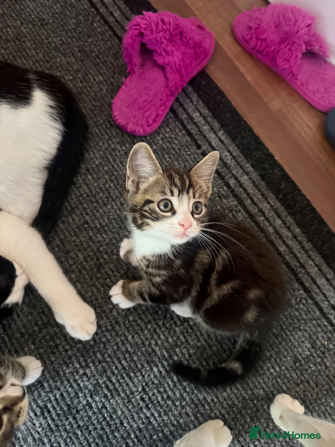 Mixed Breed cats for sale: Tabby Kittens For Sale - Advert 2