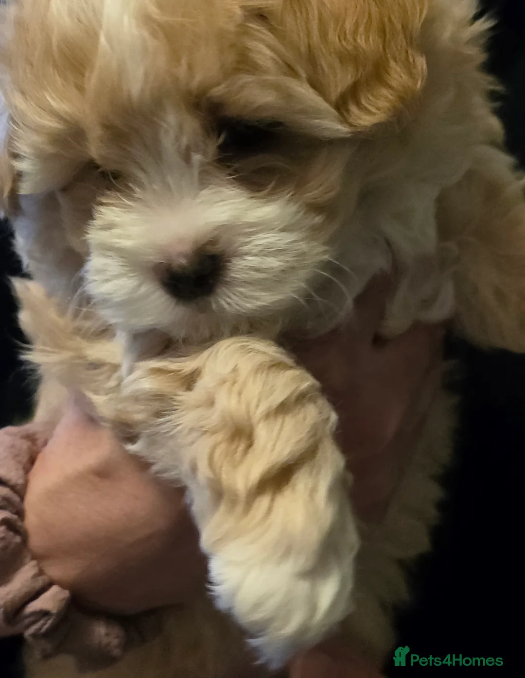 Maltipoo dogs for sale: Beautiful f1 korean maltipoo males - Advert 7