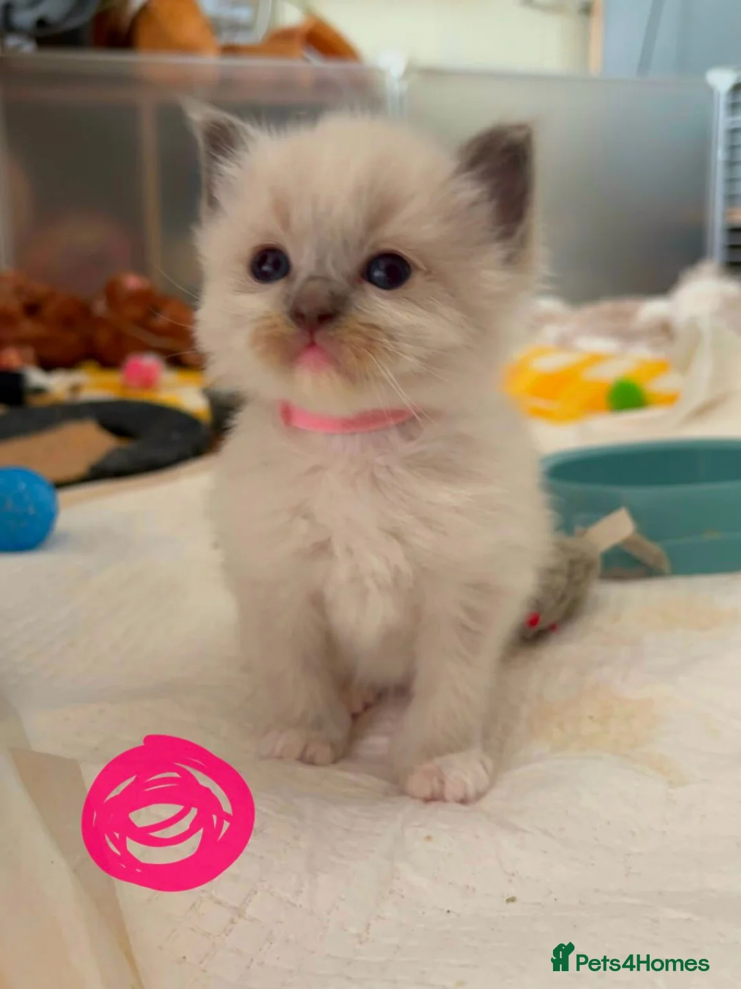 Ragdoll cats for sale: Ragdoll kittens looking for home  - Advert 9