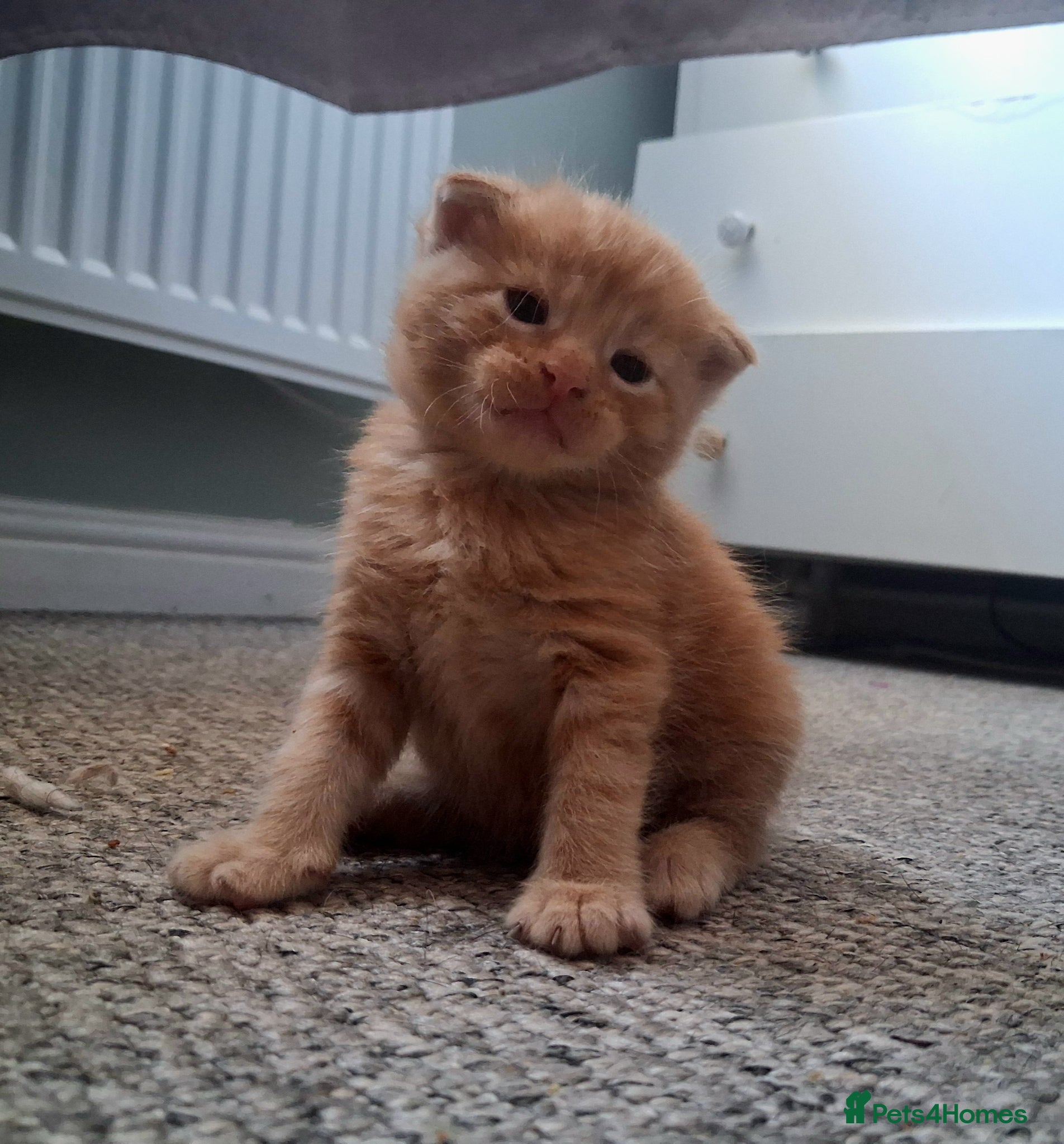 Maine Coon cats 4 purebreed maincoon babies  - Advert 6