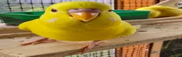 Budgerigars birds for sale: Young Budgies: Semi-tamed Lutino & Albino for sale - Advert 11
