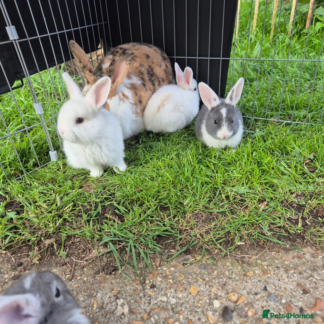 Mini Lop rabbits for sale: Beautiful mini lop cross rex kits  - Image 4