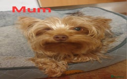Yorkshire Terrier dogs for sale: Beautiful Toy Yorkshire Terrier puppies - Image 16