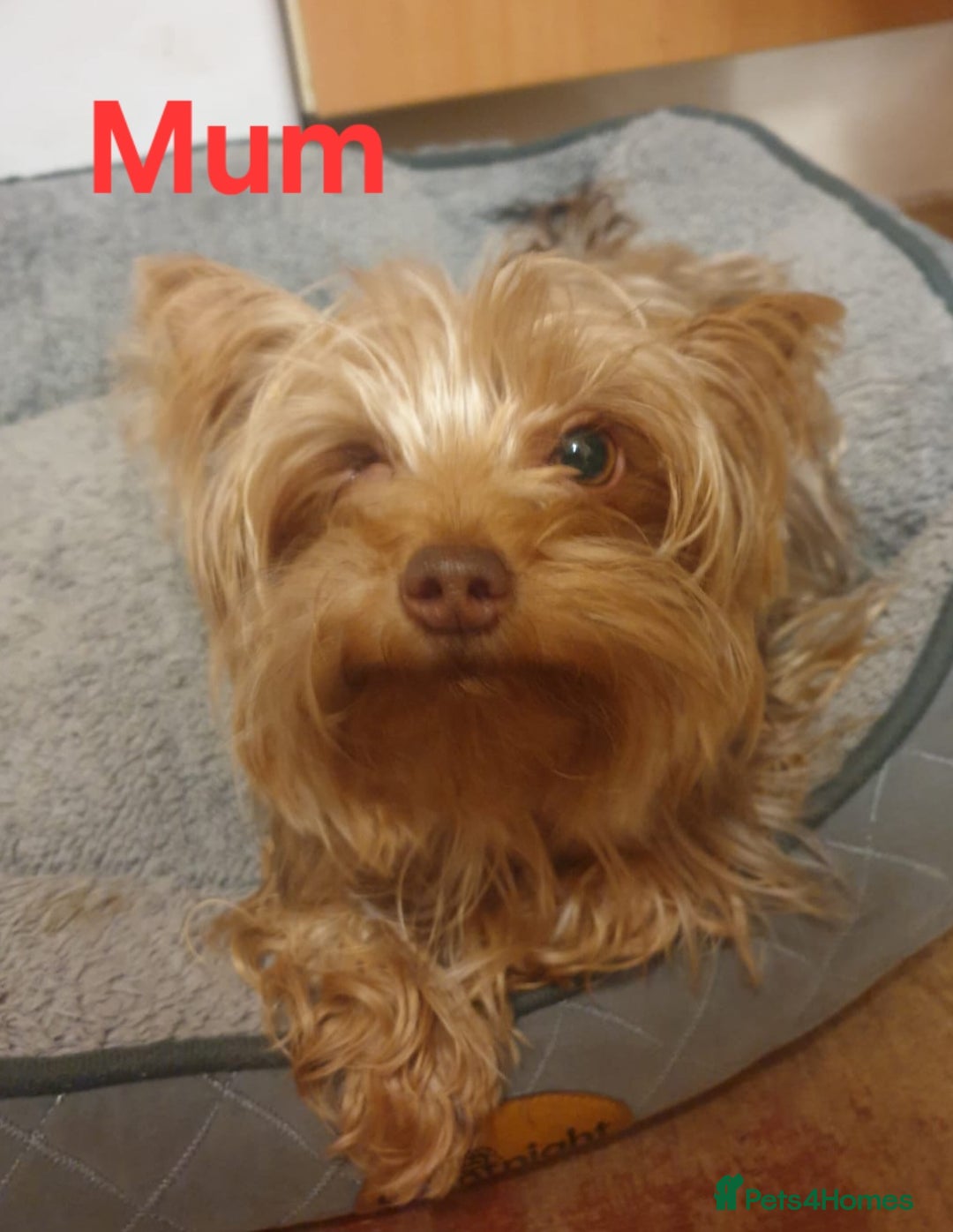 Yorkshire Terrier dogs for sale: Beautiful Toy Yorkshire Terrier puppies - Image 16