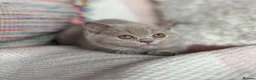British Shorthair cats for sale: British Shorthair Lilac  - Advert 27