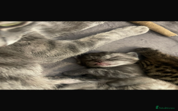 Bengal cats for sale: 🐾 Beautiful Bengal Kittens 🐾 - Image 9