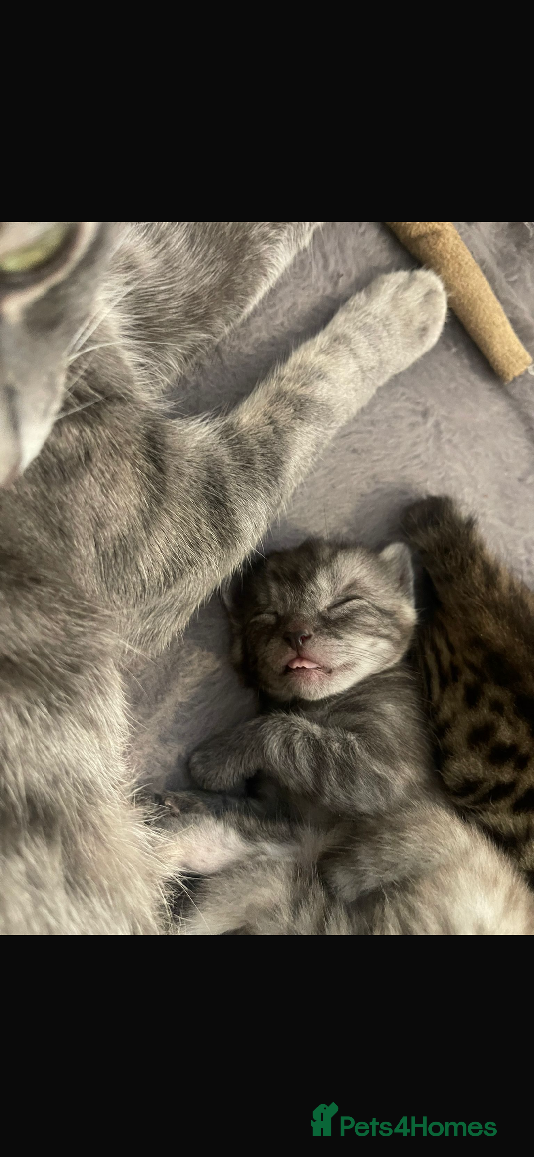 Bengal cats for sale: 🐾 Beautiful Bengal Kittens 🐾 - Image 9