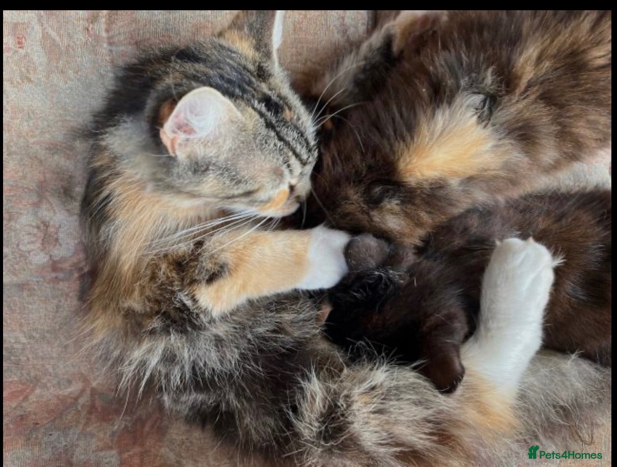 Siberian cats Beautiful Siberian cross kittens  - Advert 2