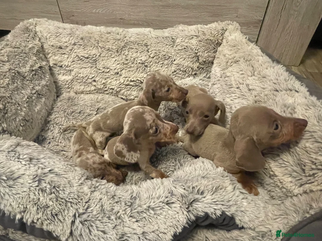 Miniature Dachshund dogs for sale: Miniature dachshund Isabella  - Advert 9