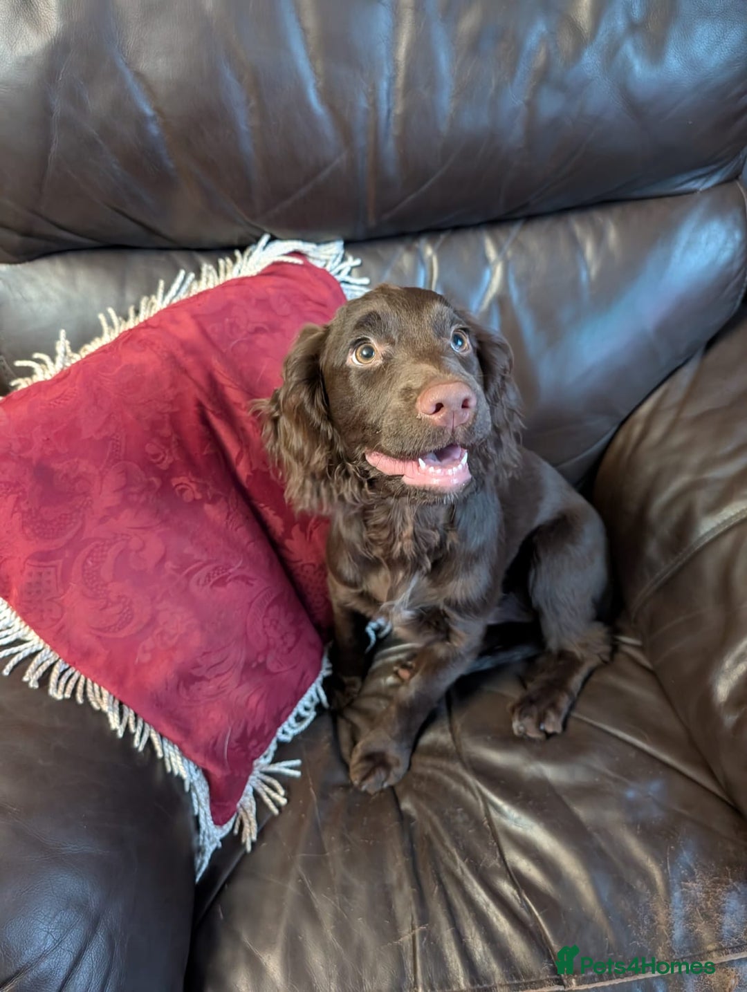 Cocker Spaniel dogs for sale: Last girl looking for forever home. - Image 2