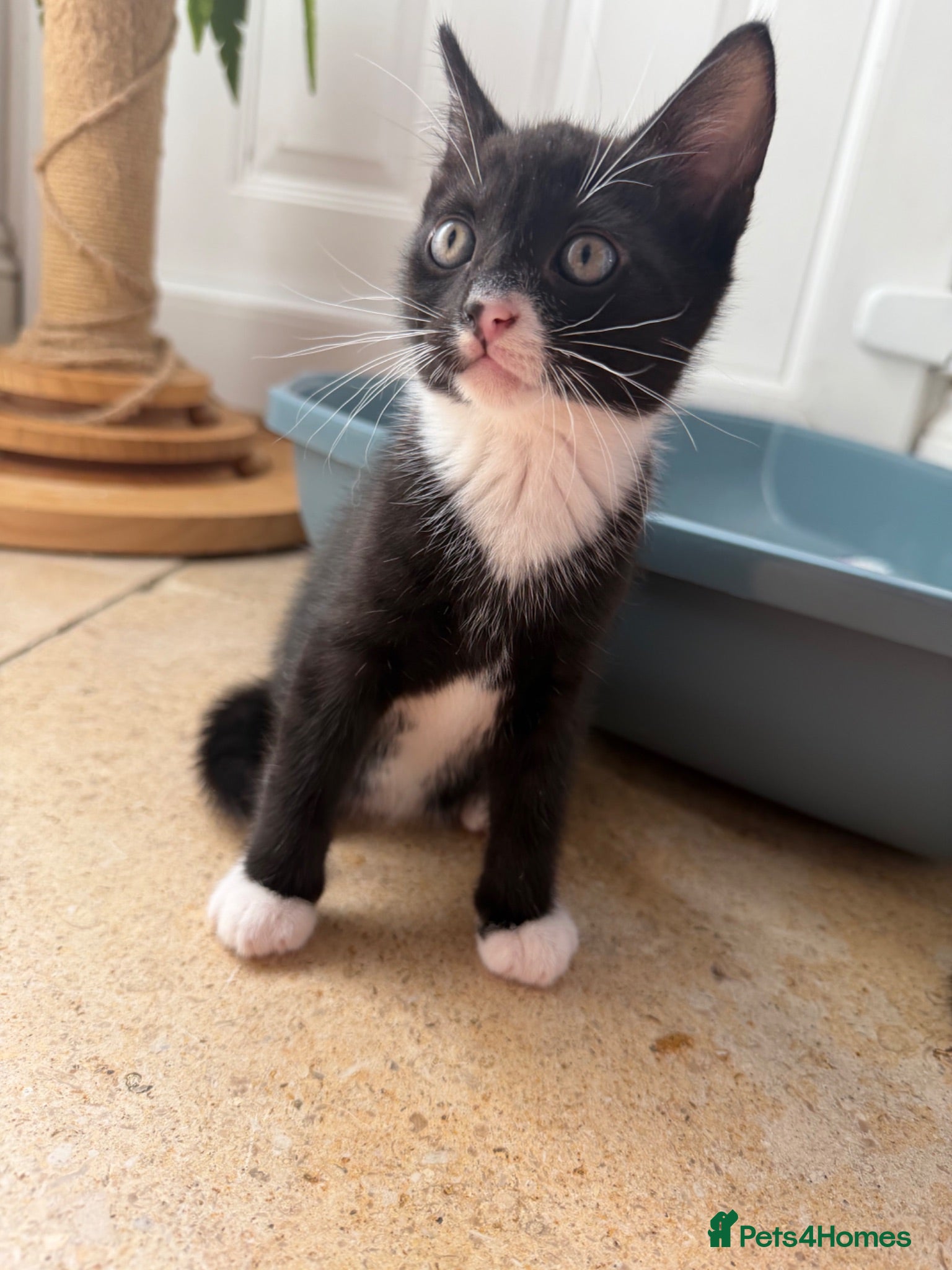 Mixed Breed cats Gorgeous mixed kittens! - Advert 3