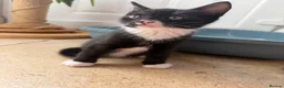 Mixed Breed cats for sale: Gorgeous mixed kittens! - Advert 1